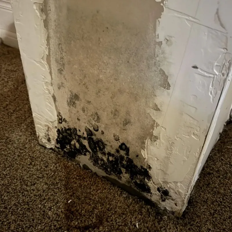 Professional Mold Removal in Hinton, WV